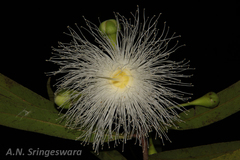 Syzygium occidentale